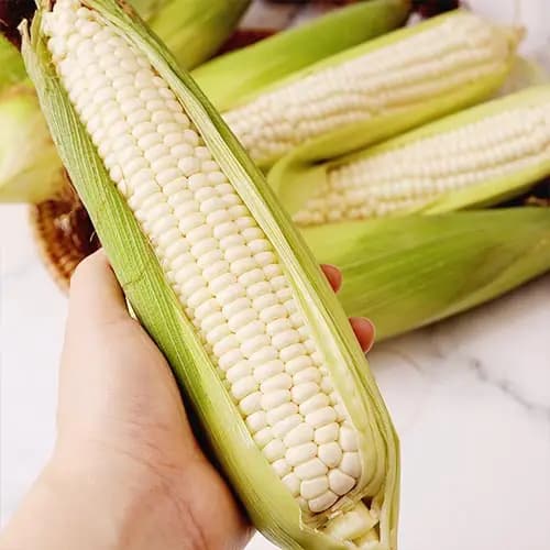 미백 찰옥수수